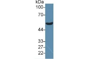 Rabbit Capture antibody from the kit in WB with Positive Control: Mouse brain lysates. (GFAP Kit ELISA)