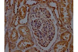 IHC image of ABIN7170890 diluted at 1:200 and staining in paraffin-embedded human kidney tissue performed on a Leica BondTM system.