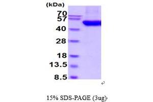 SDS-PAGE (SDS) image for UDP-GlcNAc:BetaGal beta-1,3-N-Acetylglucosaminyltransferase 2 (B3GNT2) (AA 29-397) protein (His tag) (ABIN6387852)