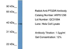 Western Blotting (WB) image for anti-Prostaglandin D2 Receptor (PTGDR) (C-Term) antibody (ABIN2788757) (PTGDR anticorps  (C-Term))