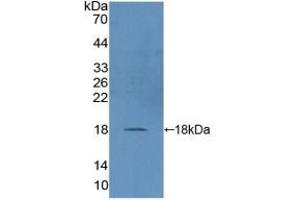 Western blot analysis of recombinant Human DUSP5. (DUSP5 anticorps  (AA 1-135))