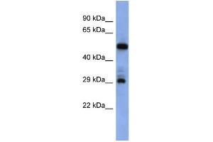 WB Suggested Anti-FOLR1 Antibody Titration:  0. (FOLR1 anticorps  (Middle Region))