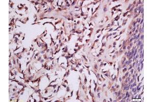 Formalin-fixed and paraffin embedded mouse embryo tissue labeled with Anti-MSRB2 Polyclonal Antibody, Unconjugated  at 1:300 followed by conjugation to the secondary antibody and DAB staining