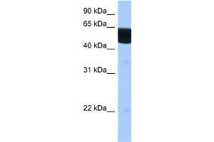 WB Suggested Anti-RXRB Antibody Titration:  0. (Retinoid X Receptor beta anticorps  (N-Term))