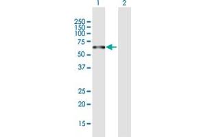 Western Blot analysis of PLEKHO2 expression in transfected 293T cell line by PLEKHO2 MaxPab polyclonal antibody.