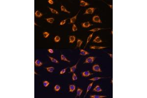 Immunofluorescence analysis of L929 cells using GST antibody (ABIN7267440) at dilution of 1:100.