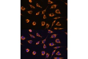 Immunofluorescence analysis of L929 cells using GST antibody (ABIN7267440) at dilution of 1:100. (GSTA3 anticorps  (AA 1-222))