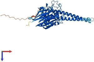 AlphaFold protein structure predicition of Human Recombinant SMPD2 Protein, UniprotID O60906