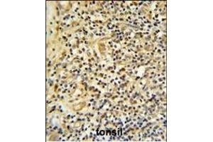 FKBP11 Antibody (C-term) (ABIN652245 and ABIN2841019) IHC analysis in formalin fixed and paraffin embedded human tonsil tissue followed by peroxidase conjugation of the secondary antibody and DAB staining. (FKBP11 anticorps  (C-Term))