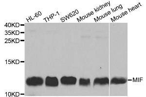 Western blot analysis of extracts of various cell lines, using MIF antibody.