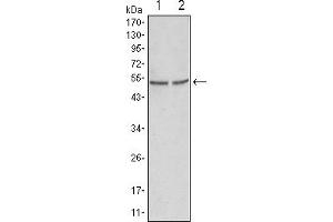 Western blot analysis using GSK3 alpha mouse mAb against Hela (1) and PC-3 cell lysate. (GSK3 alpha anticorps)