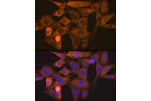 Immunofluorescence analysis of NIH-3T3 cells using NCK11 Rabbit mAb (ABIN7268834) at dilution of 1:100 (40x lens). (NCK1 anticorps)
