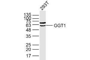 Lane 1: 293T lysates probed with GGT1 Polyclonal Antibody, Unconjugated (bs-2976R) at 1:300 overnight at 4˚C. (GGT1 anticorps  (AA 351-460))