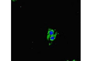 Immunofluorescent analysis of Hela cells using ABIN7161144 at dilution of 1:100 and Alexa Fluor 488-congugated AffiniPure Goat Anti-Rabbit IgG(H+L) (NEO1 anticorps  (AA 414-682))