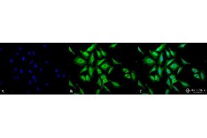 Immunocytochemistry/Immunofluorescence analysis using Chicken Anti-Hsp70 Polyclonal Antibody . (HSP70 anticorps  (Biotin))