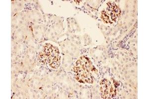 IHC-P: ACTH antibody testing of rat kidney tissue (ACTH anticorps  (Middle Region))