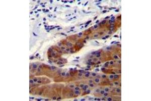 Formalin fixed and paraffin embedded stomach tissue reacted with Whirlin  Antibody  followed by peroxidase conjugation of the secondary antibody and DAB staining.