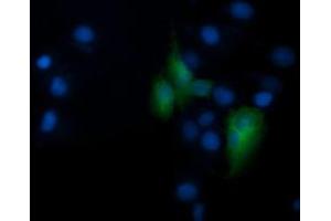 Image no. 2 for anti-Ring Finger Protein 39 (RNF39) antibody (ABIN1500724) (RNF39 anticorps)