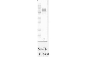 Image no. 1 for anti-Cytochrome B-245, beta Polypeptide (CYBB) antibody (ABIN1042598) (CYBB anticorps)