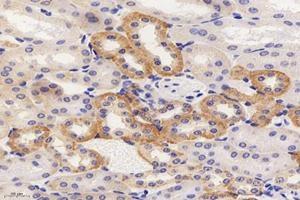 Immunohistochemistry analysis of paraffin-embedded mouse kidney using,CMTM3 (ABIN7073510) at dilution of 1: 4000 (CMTM3 anticorps)