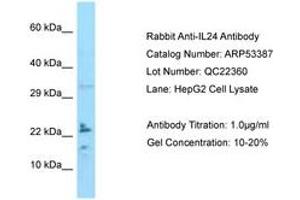 Image no. 1 for anti-Interleukin 24 (IL24) (C-Term) antibody (ABIN6749926) (IL-24 anticorps  (C-Term))