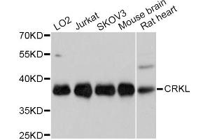 Western blot analysis of extracts of various cell lines, using CRKL Antibody (ABIN5997520) at 1/1000 dilution. (CrkL anticorps)