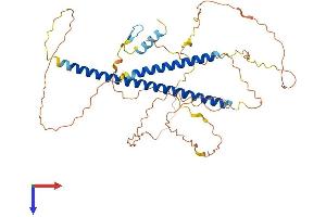 AlphaFold protein structure predicition of Mouse Recombinant Tank Protein, UniprotID P70347