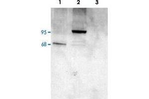PDE4D polyclonal antibody  staining (1 ug/mL) of COS cell lysates (25 ug protein) : transfected with human PDE4D1 (1), transfected with human PDE4D3 (2), untransfected (3). (PDE4D anticorps  (C-Term))