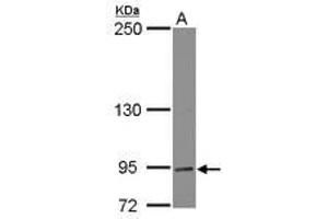 Image no. 1 for anti-Dynamin Binding Protein (DNMBP) (AA 27-236) antibody (ABIN1497874) (DNMBP anticorps  (AA 27-236))