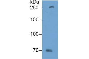 Detection of FLG2 in A431 cell lysate using Polyclonal Antibody to Filaggrin 2 (FLG2) (FLG2 anticorps  (AA 1222-1368))