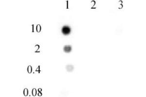 N6-Methyladenosine (m6A) antibody (pAb) tested by DNA dot blot analysis. (N6-Methyladenosine anticorps)