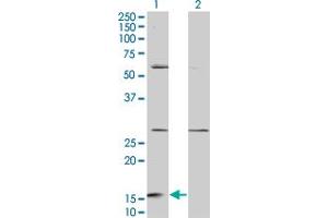 Western Blot analysis of GHRL expression in transfected 293T cell line by GHRL monoclonal antibody (M08), clone 3B8. (Ghrelin anticorps  (AA 1-117))