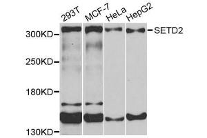 Western blot analysis of extracts of various cells, using SETD2 antibody. (SETD2 anticorps  (AA 803-1103))