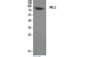 Western Blot (WB) analysis of specific cells using PKC zeta Polyclonal Antibody. (PKC zeta anticorps  (Thr33))