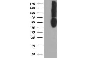 Western Blotting (WB) image for anti-CD80 (CD80) antibody (ABIN1497372) (CD80 anticorps)