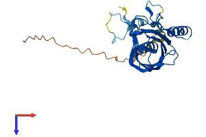 AlphaFold protein structure predicition of Human Recombinant THEM5 Protein, UniprotID Q8N1Q8