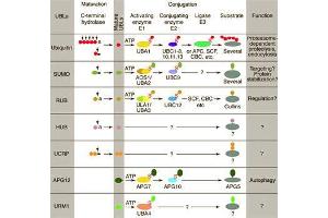 Conjugation pathways for ubiquitin and ubiquitin-like modifiers (UBLs). (CAND1 anticorps  (C-Term))