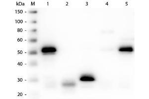 Western Blot of Anti-Rabbit IgG (H&L) (SHEEP) Antibody (Min X Hu, Gt, Ms Serum Proteins) . (Mouton anti-Lapin IgG (Heavy & Light Chain) Anticorps (Biotin) - Preadsorbed)