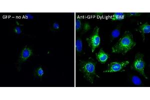 Immunofluorescence (IF) image for anti-Green Fluorescent Protein (GFP) antibody (DyLight 488) (ABIN7273060)