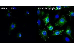 Immunofluorescence (IF) image for anti-Green Fluorescent Protein (GFP) antibody (DyLight 488) (ABIN7273060) (GFP anticorps  (DyLight 488))
