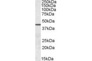 ABIN308439 (0. (Septin 2 anticorps  (N-Term))