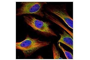 ICC/IF Image Confocal immunofluorescence analysis (Olympus FV10i) of methanol-fixed HeLa, using FACL4, antibody (Green) at 1:500 dilution.