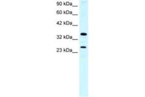 Western Blotting (WB) image for anti-Asialoglycoprotein Receptor 2 (ASGR2) antibody (ABIN2460819) (Asialoglycoprotein Receptor 2 anticorps)