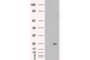 Image no. 2 for anti-Pallidin Homolog (PLDN) (C-Term) antibody (ABIN374323) (Pallidin anticorps  (C-Term))