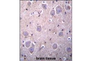 RAP1GDS1 Antibody immunohistochemistry analysis in formalin fixed and paraffin embedded human brain tissue followed by peroxidase conjugation of the secondary antibody and DAB staining. (RAP1GDS1 anticorps  (AA 217-244))