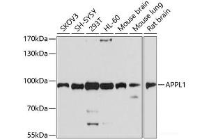 Western blot analysis of extracts of various cell lines using APPL1 Polyclonal Antibody at dilution of 1:1000.