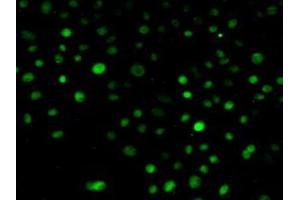 Detection of NUP88 in Human Hela Cells using Polyclonal Antibody to Nucleoporin 88 (NUP88) (NUP88 anticorps  (AA 57-296))