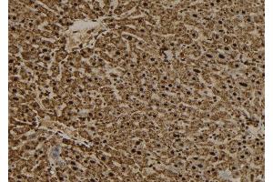 ABIN6277558 at 1/100 staining Mouse liver tissue by IHC-P. (RANGAP1 anticorps  (N-Term))