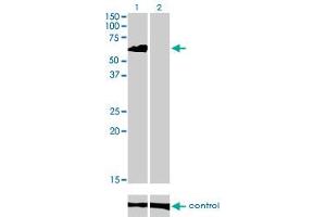Western Blotting (WB) image for anti-Eukaryotic Translation Initiation Factor 4 gamma 3 (EIF4G3) (AA 1-516) antibody (ABIN599055) (EIF4G3 anticorps  (AA 1-516))