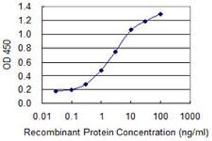 Detection limit for recombinant GST tagged TCEAL1 is 0. (TCEAL1 anticorps  (AA 1-159))